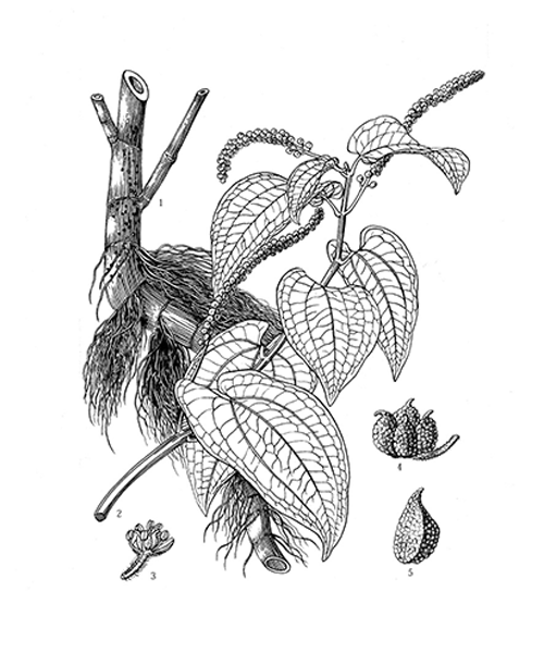 Natural compounds from  Saururus chinensis